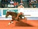Click here for slide show of our showhorses!